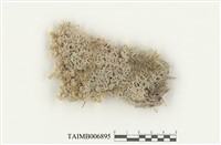 藏品(泥炭苔屬)的圖片